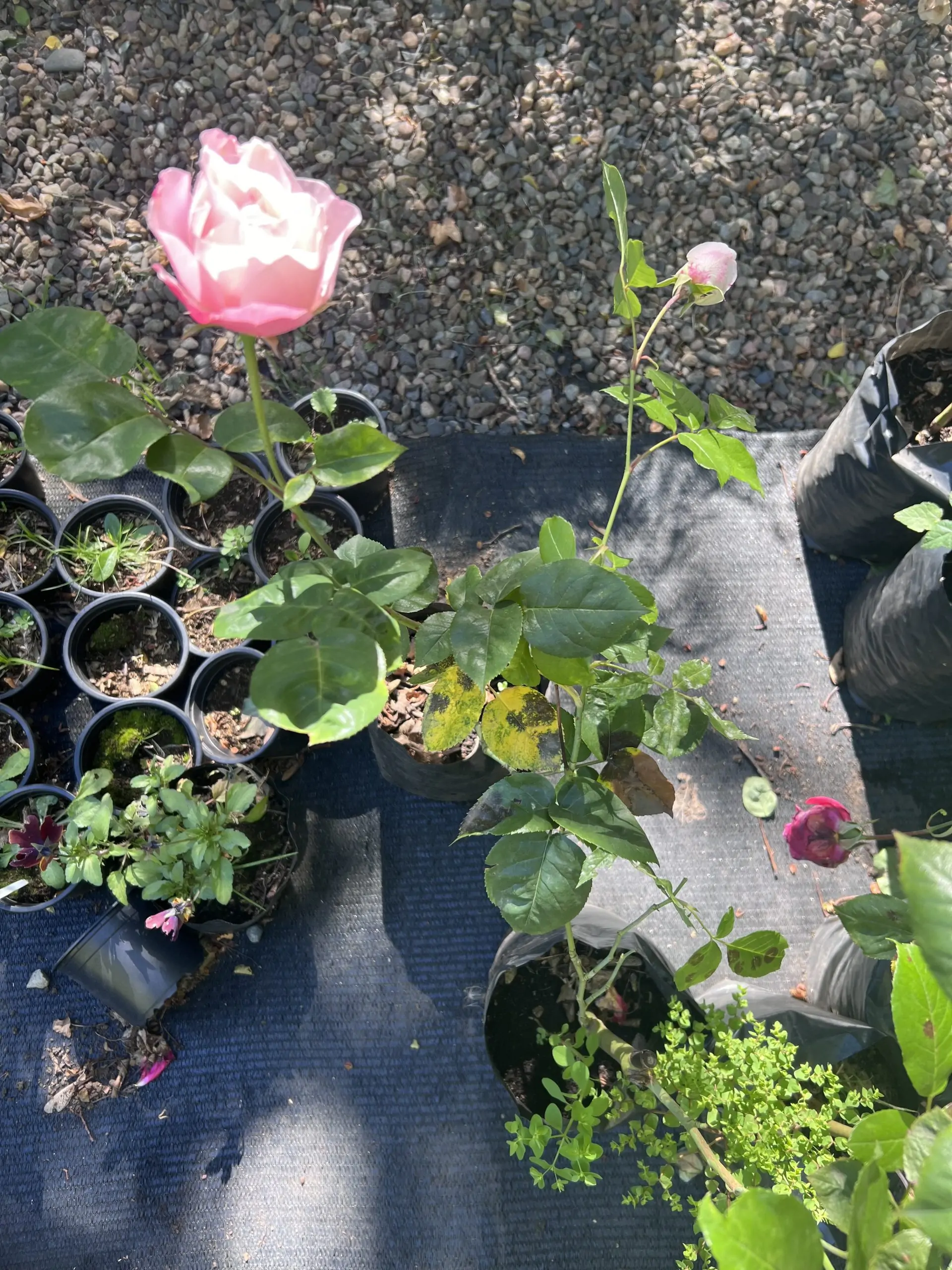 Rosas de podas - Imagen 2