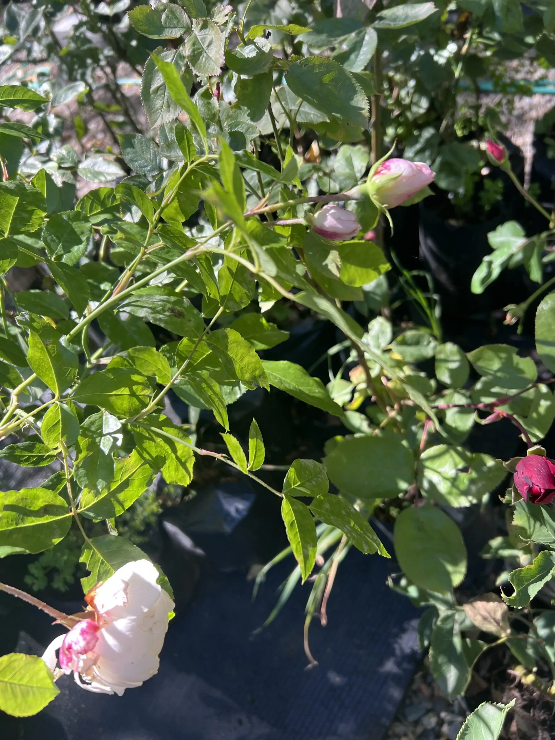 Rosas de podas