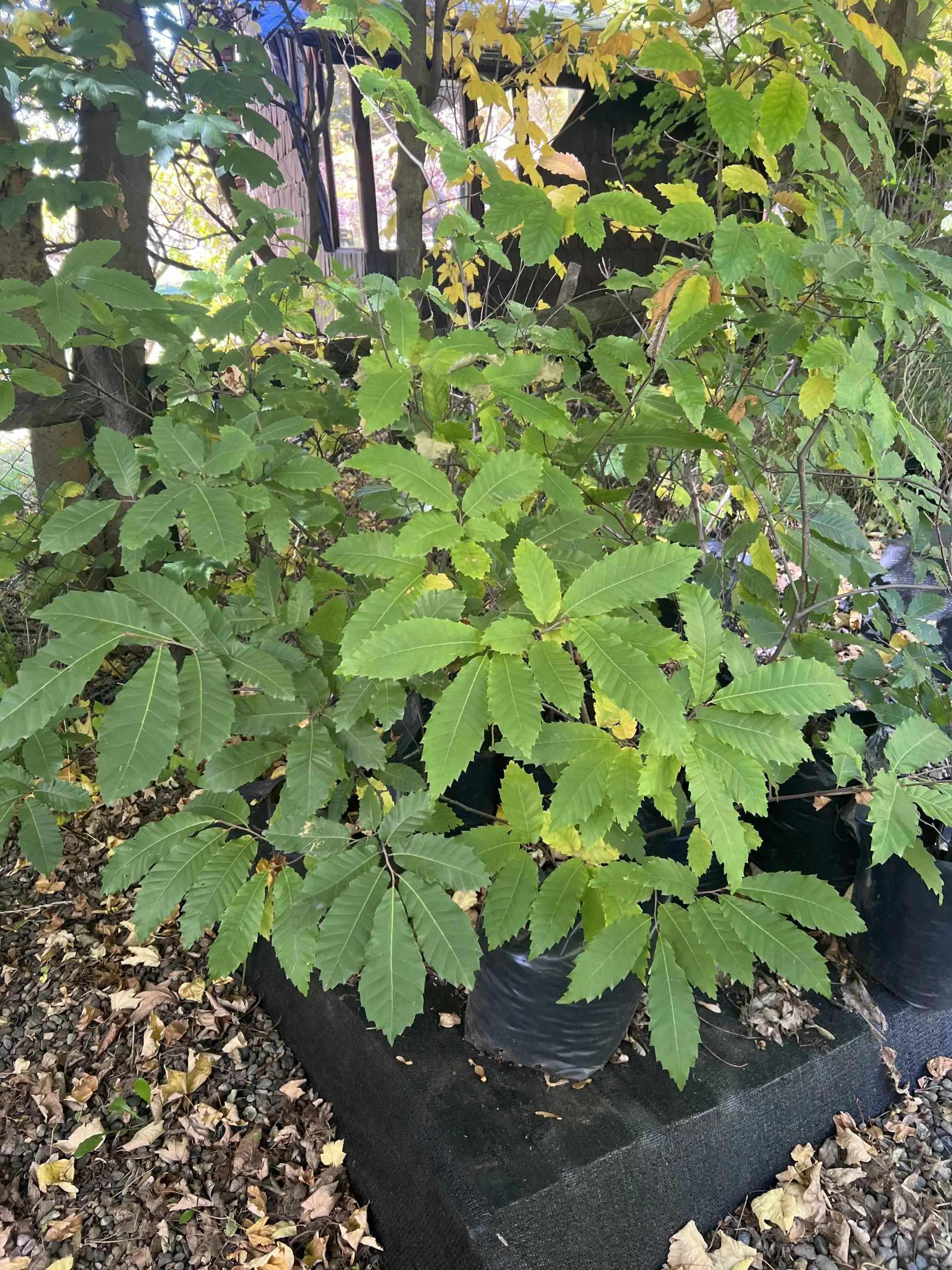 Árbol Castaño ornamental