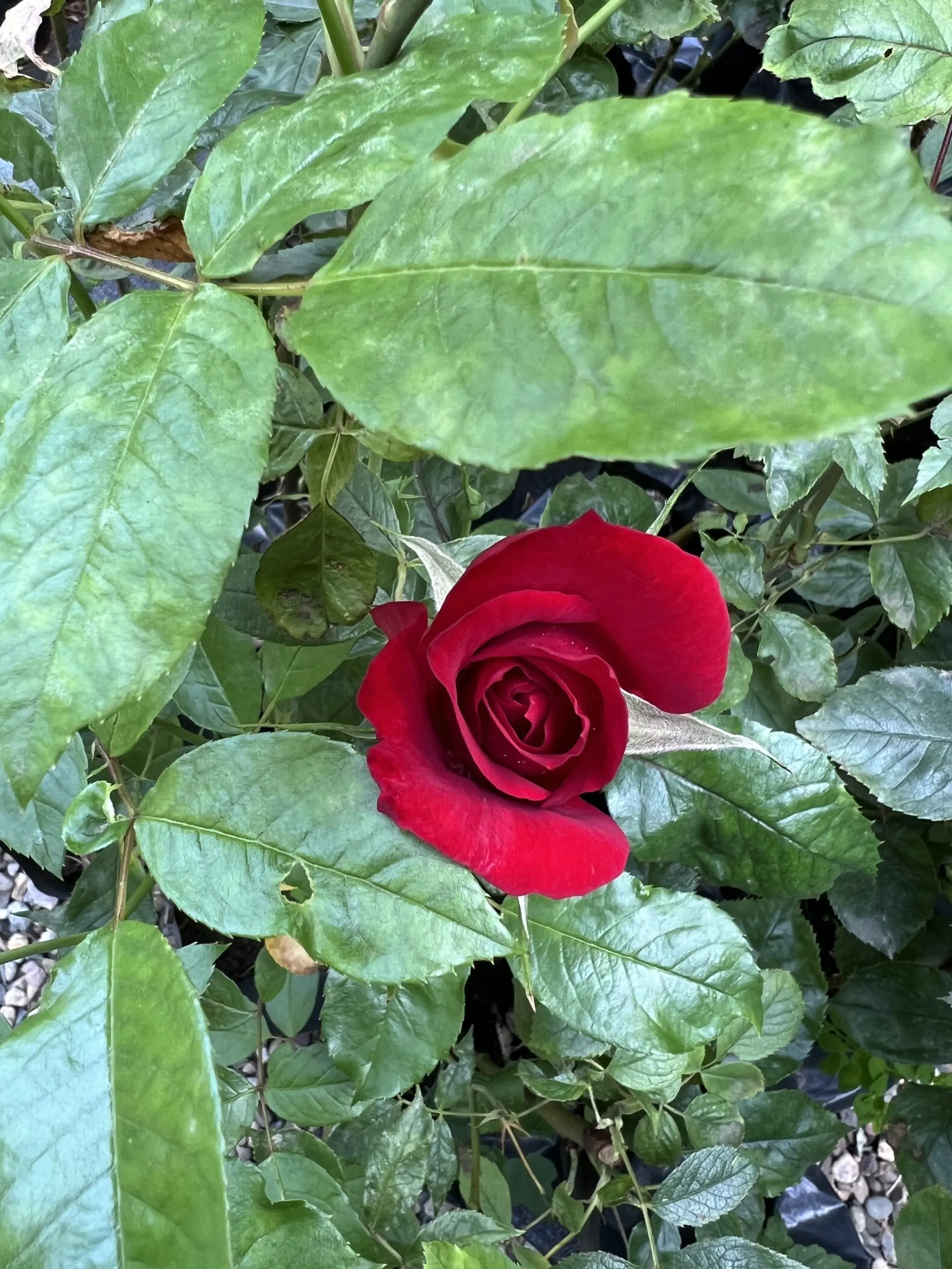 Rosas de podas - Imagen 3