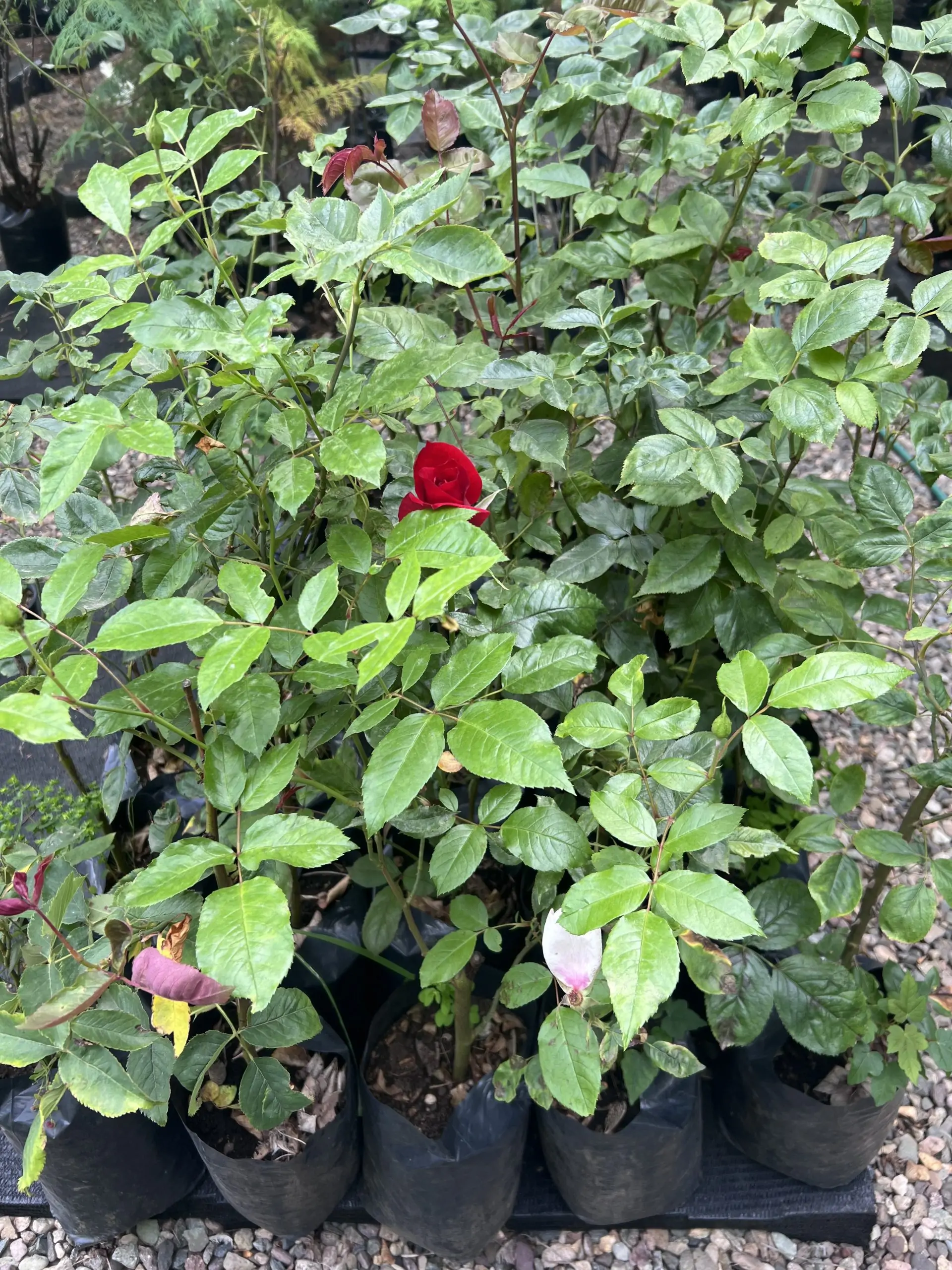 Rosas de podas - Imagen 4